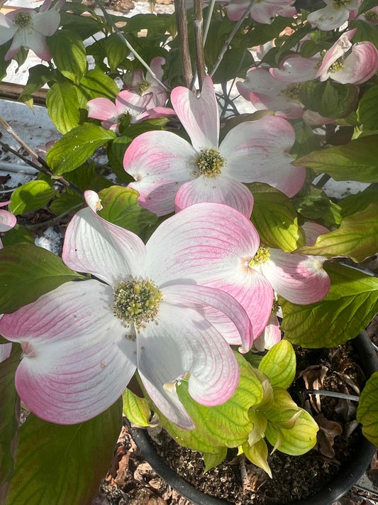 Cornus 'Celestial Shadow' bloesem