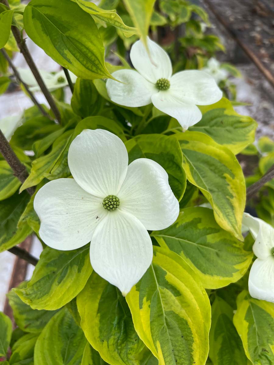 Cornus 'Celestial Shadow' Tuinplanten bloem