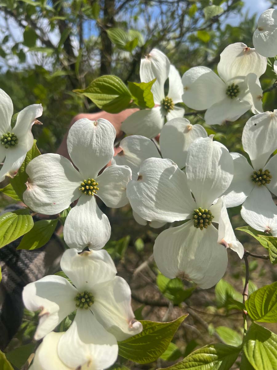 Cornus florida haagplant bloesem