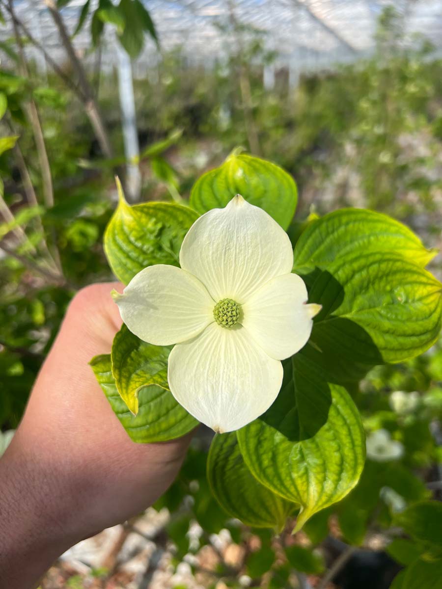 Cornus florida 'Cloud Nine' solitair bloem