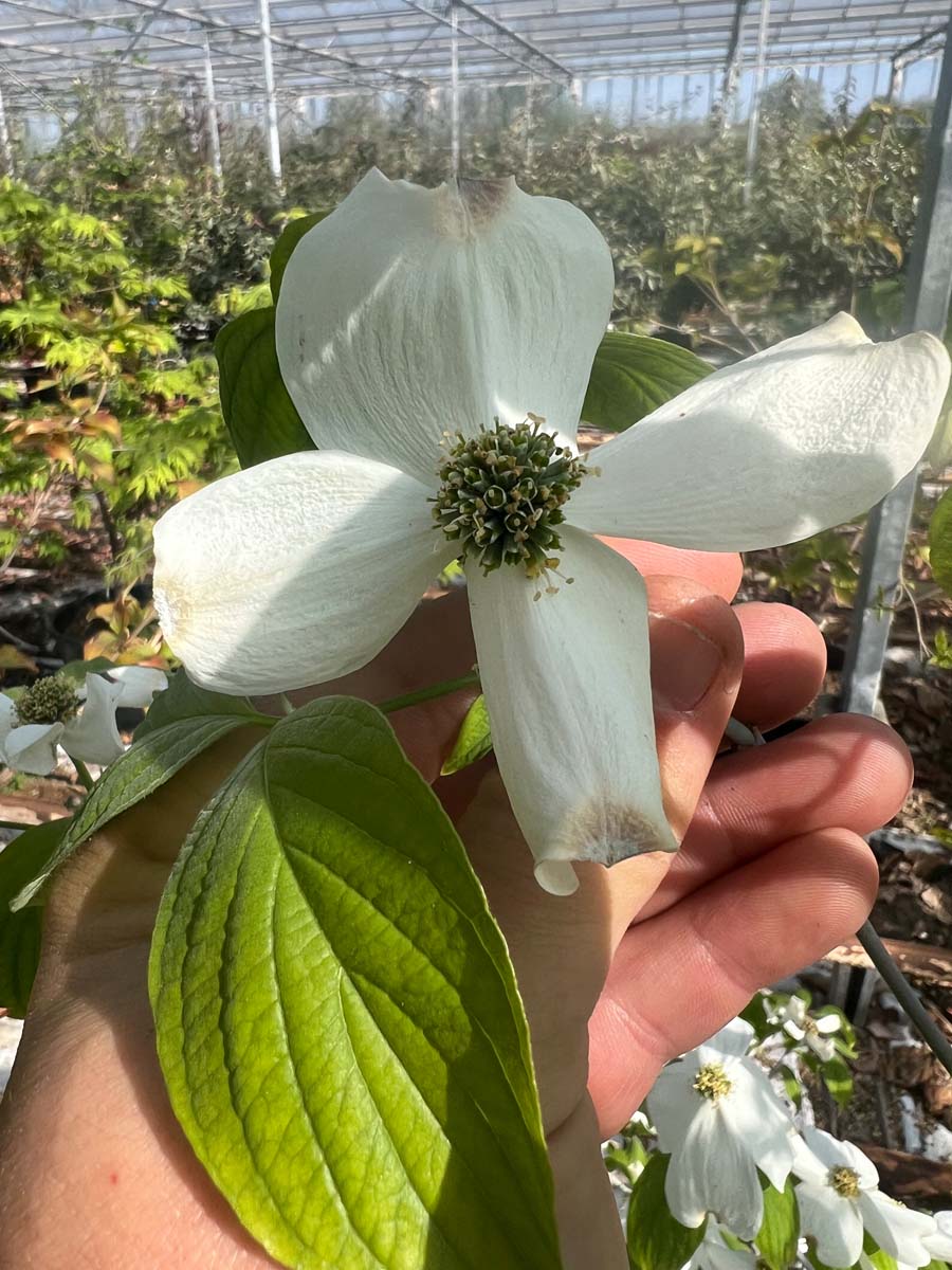 Cornus florida 'Cloud Nine' solitair bloem