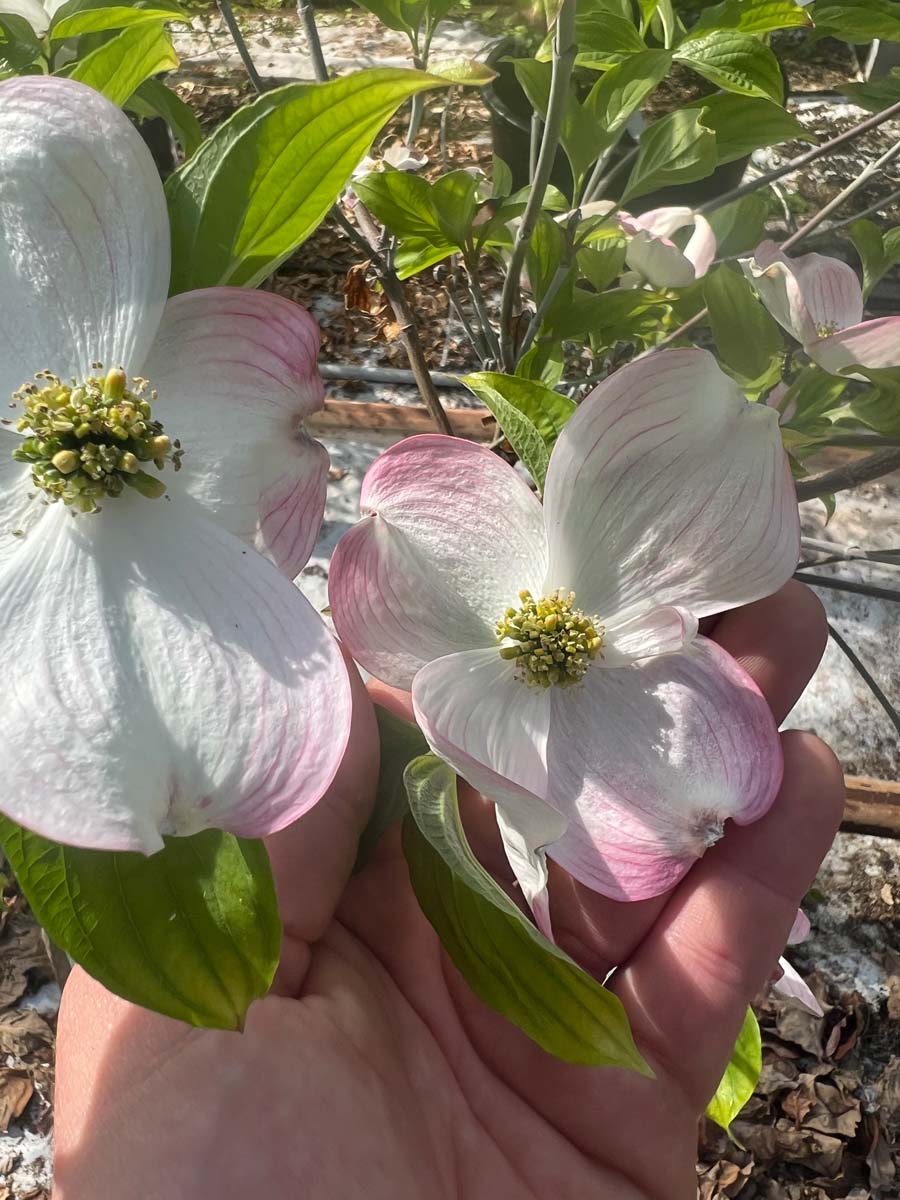 Cornus florida 'Sweetwater' Tuinplanten bloem