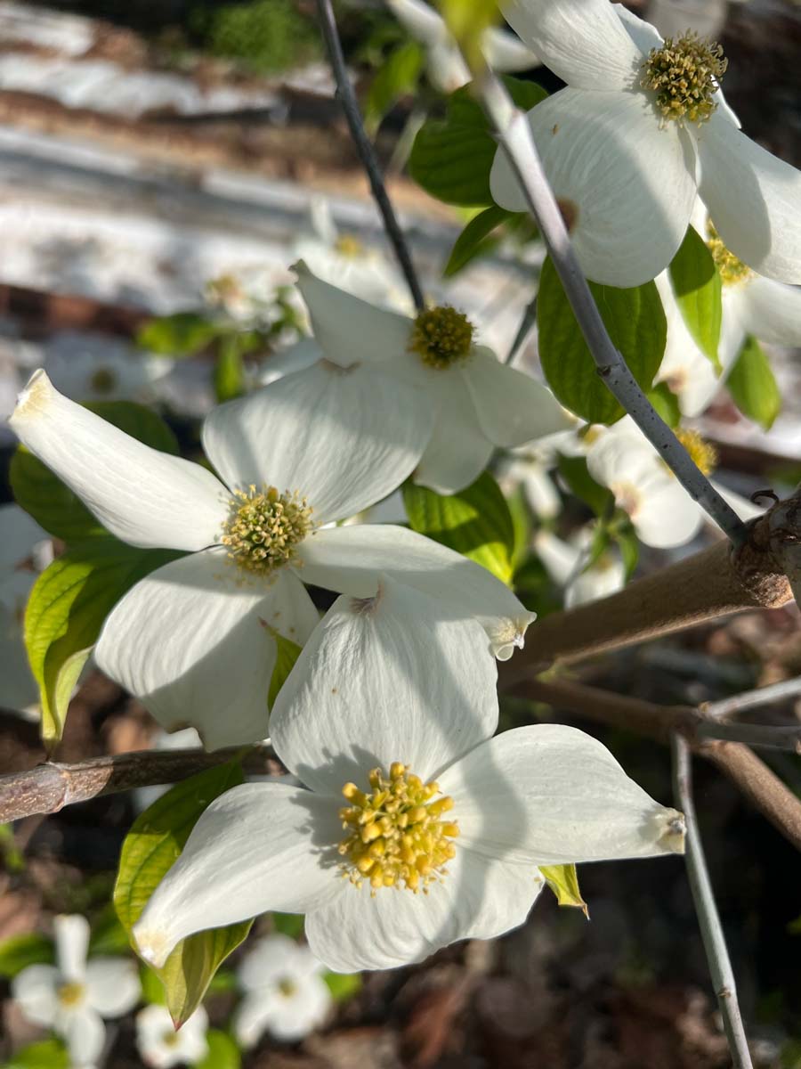 Cornus florida 'White Cloud' Tuinplanten bloem