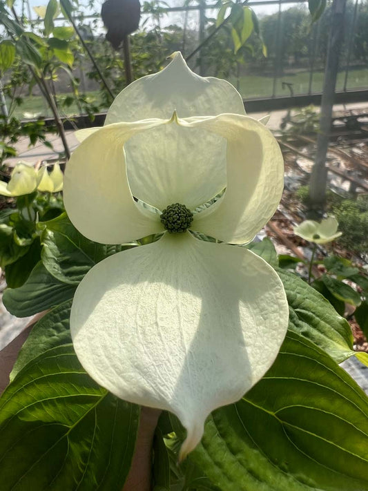 Cornus 'Rutdan' op stam bloem