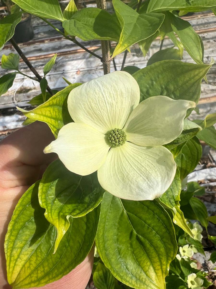 Cornus 'Rutdan' bloem