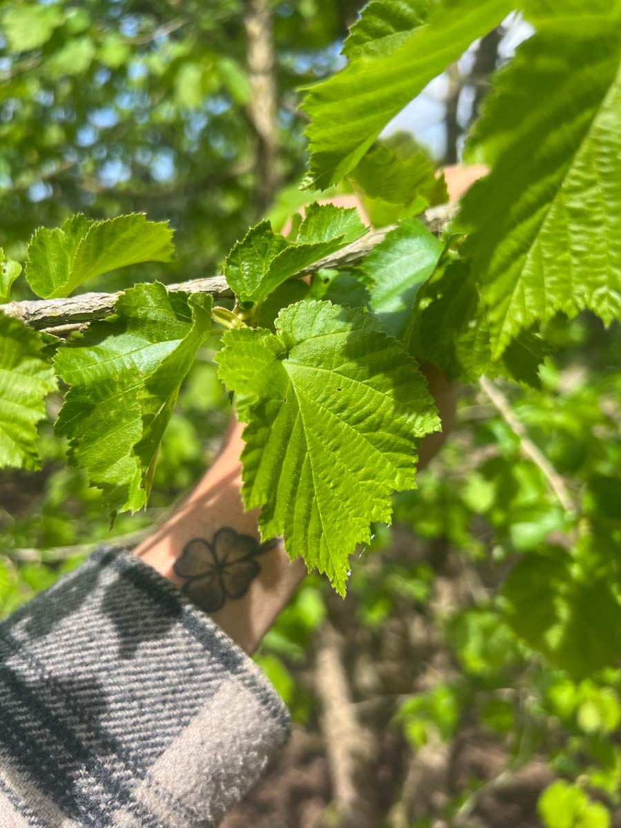 Corylus colurna solitair blad