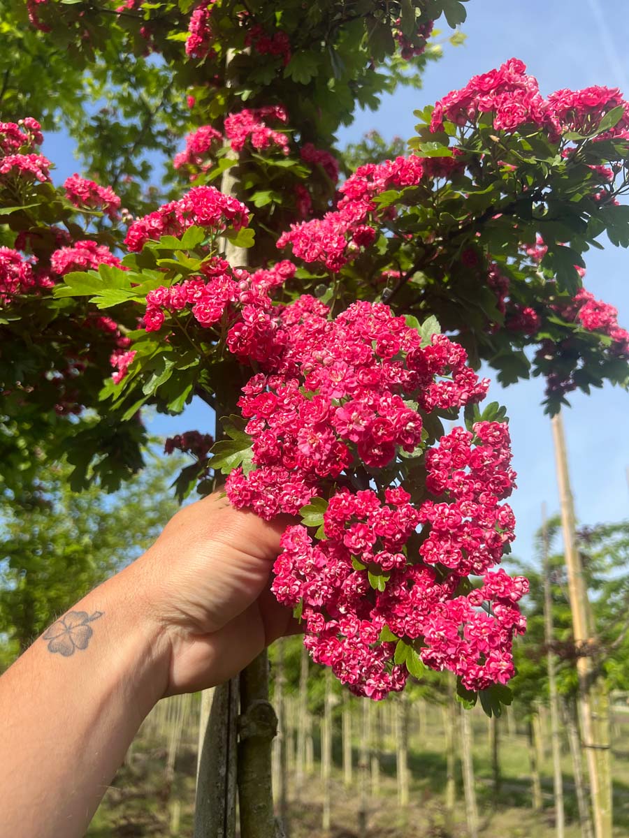 Crataegus media 'Paul's Scarlet' meerstammig / struik bloem