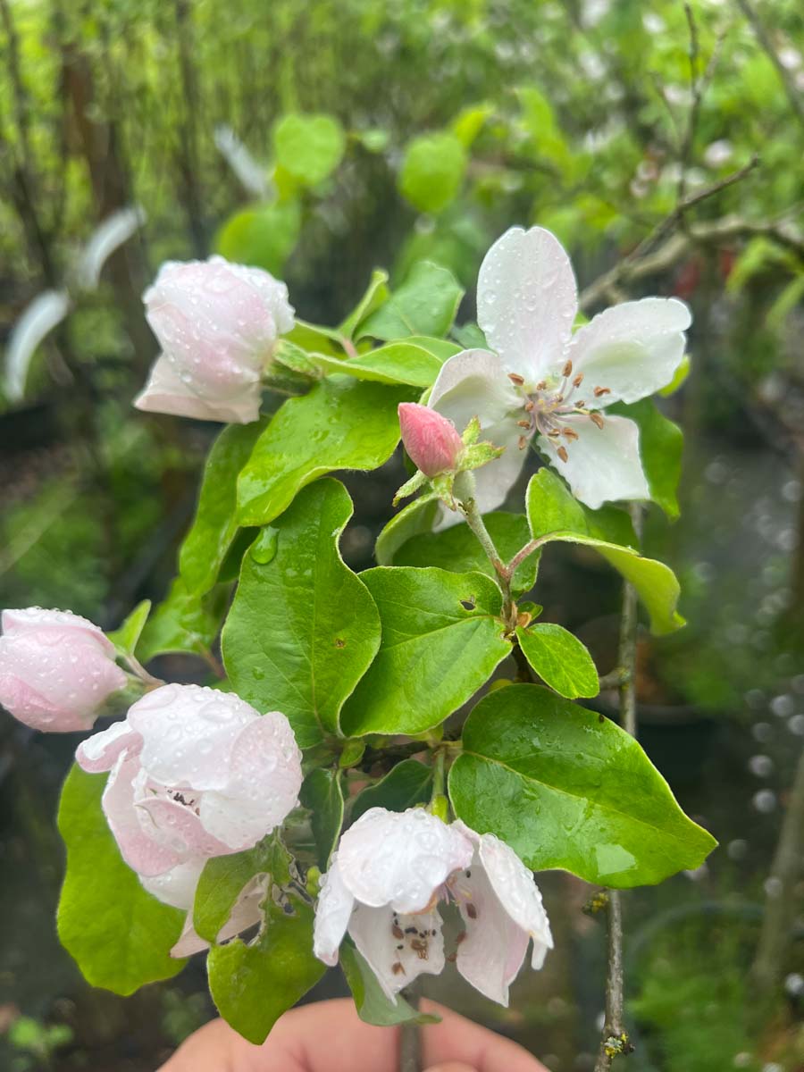 Cydonia oblonga 'Champion' Tuinplanten bloem