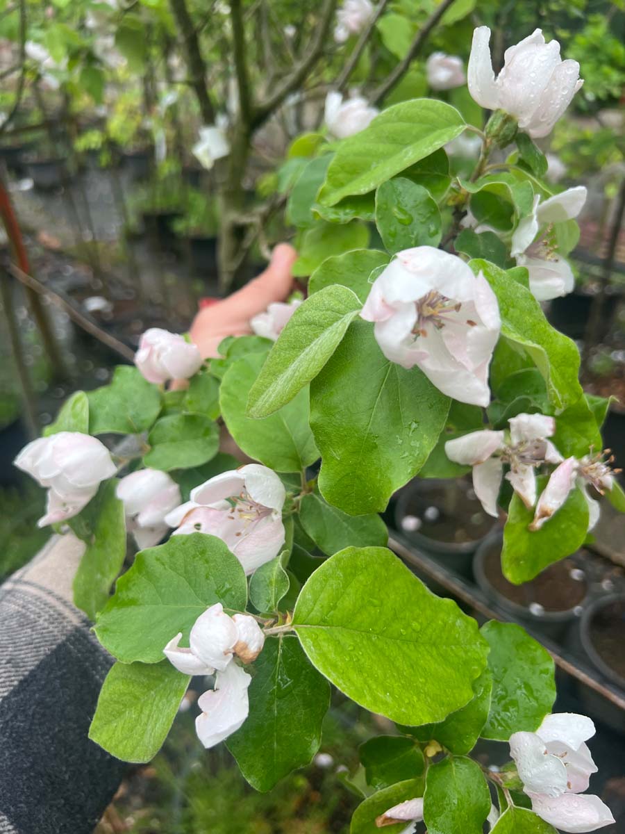 Cydonia oblonga 'Champion' Tuinplanten bloesem