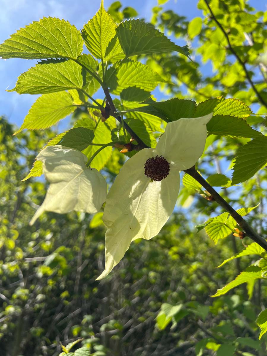 Davidia involucrata op stam bloem
