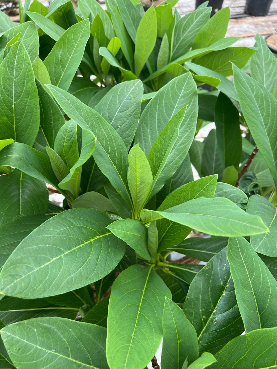 Edgeworthia chrysantha 'Grandiflora' Tuinplanten blad