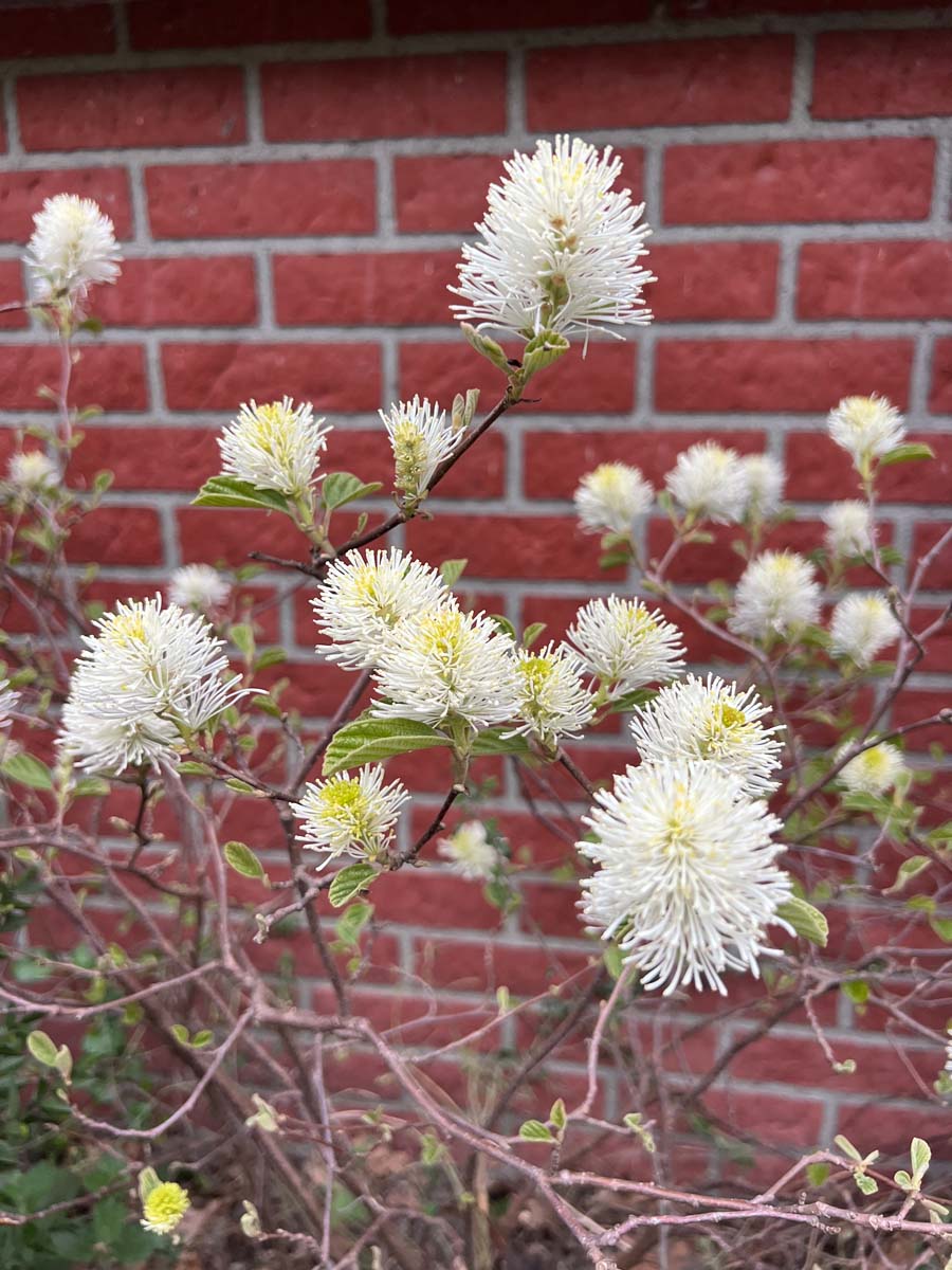 Fothergilla major meerstammig / struik bloem