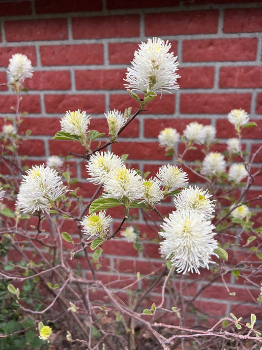Fothergilla major meerstammig / struik bloem