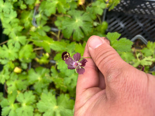 Geranium phaeum bloem