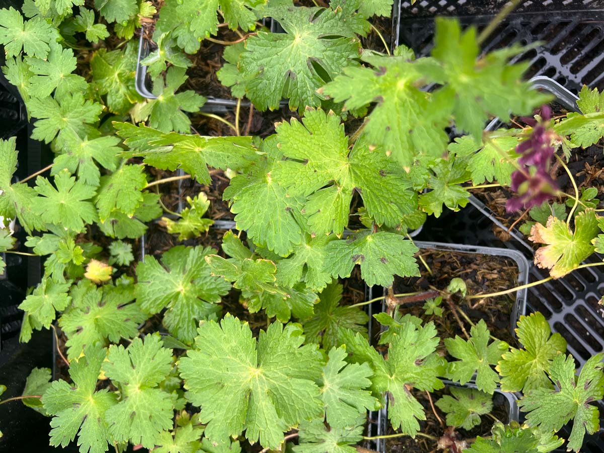 Geranium phaeum blad