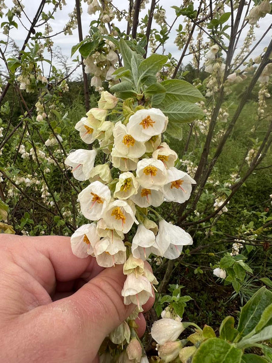 Halesia monticola op stam bloem