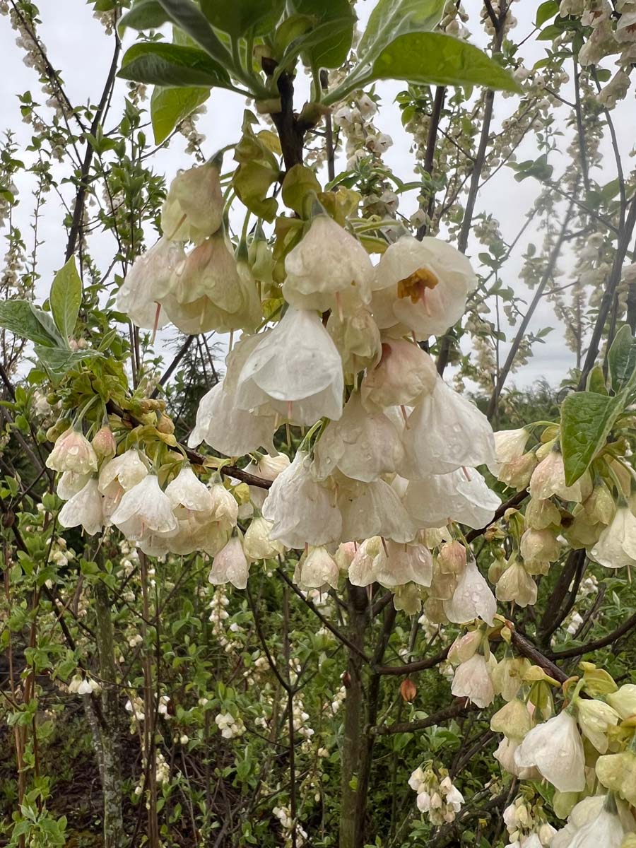 Halesia monticola Tuinplanten bloesem