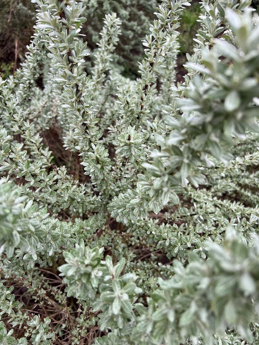 Hippophae rhamnoides 'Hikul' Tuinplanten bladeren