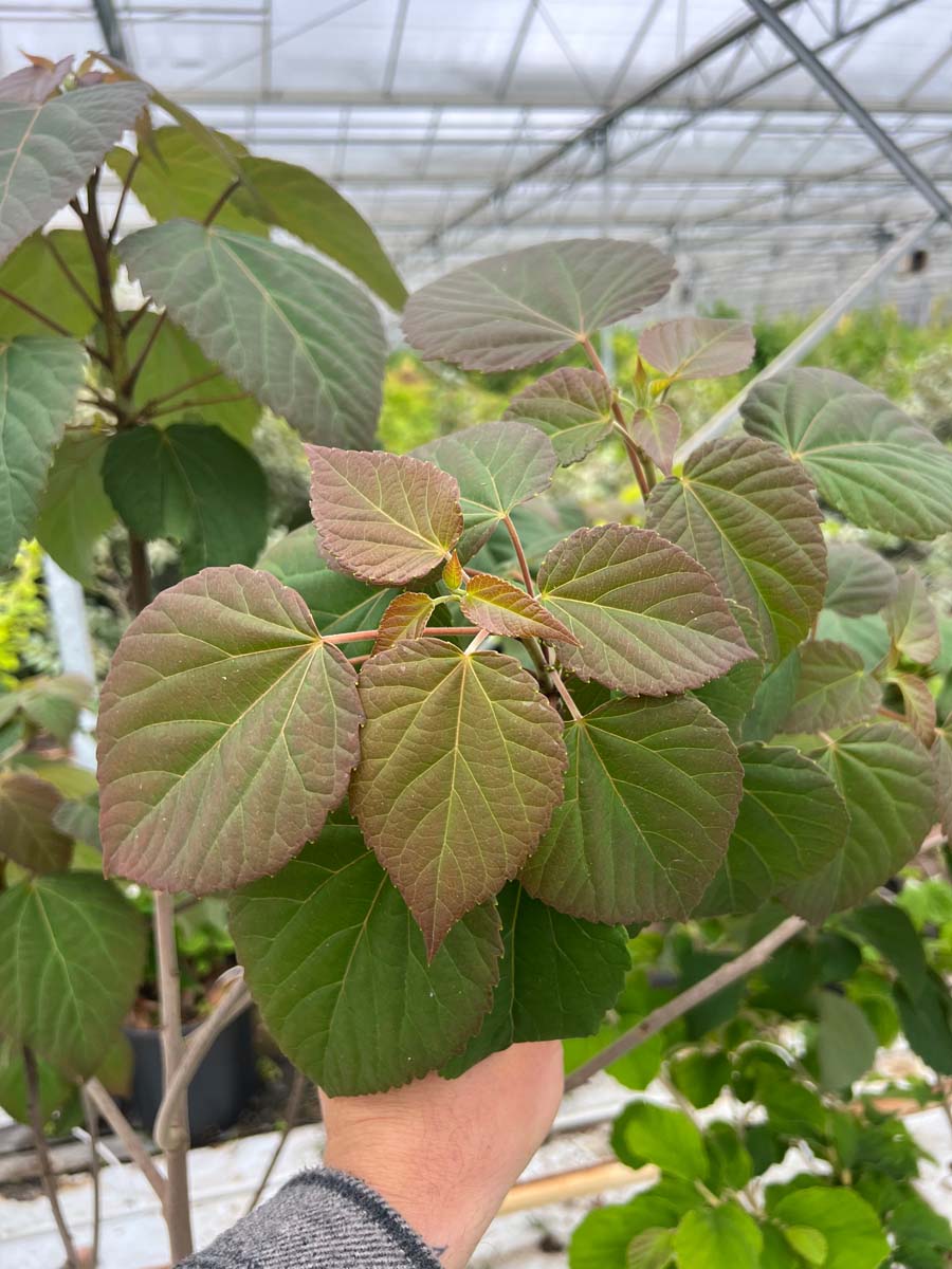 Idesia polycarpa meerstammig / struik bladeren