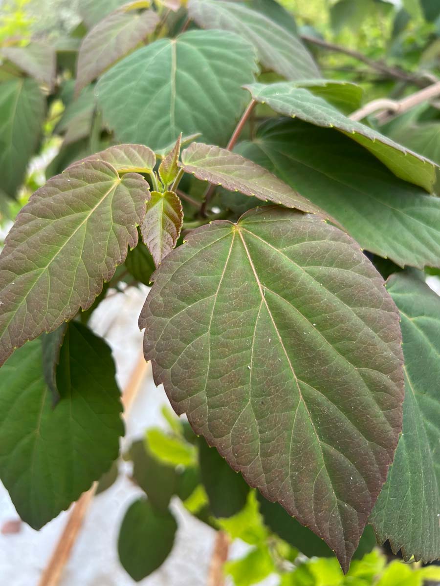 Idesia polycarpa meerstammig / struik blad