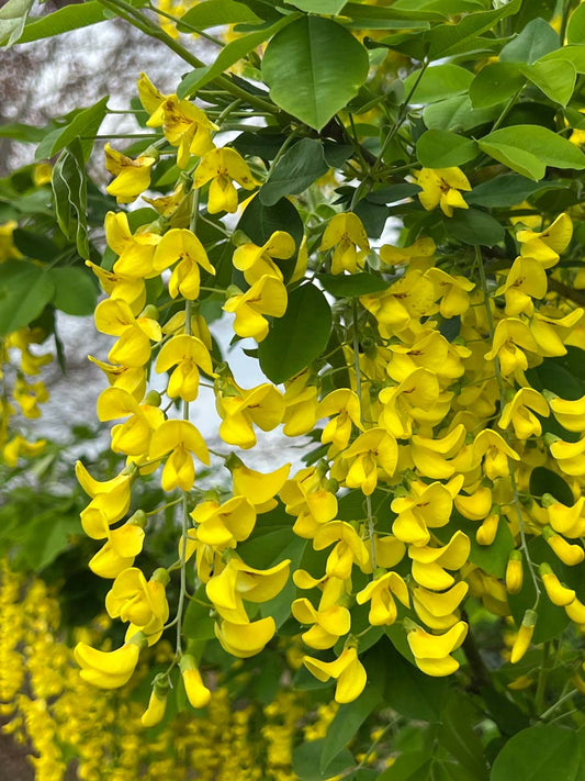 Laburnum anagyroides solitair bloem