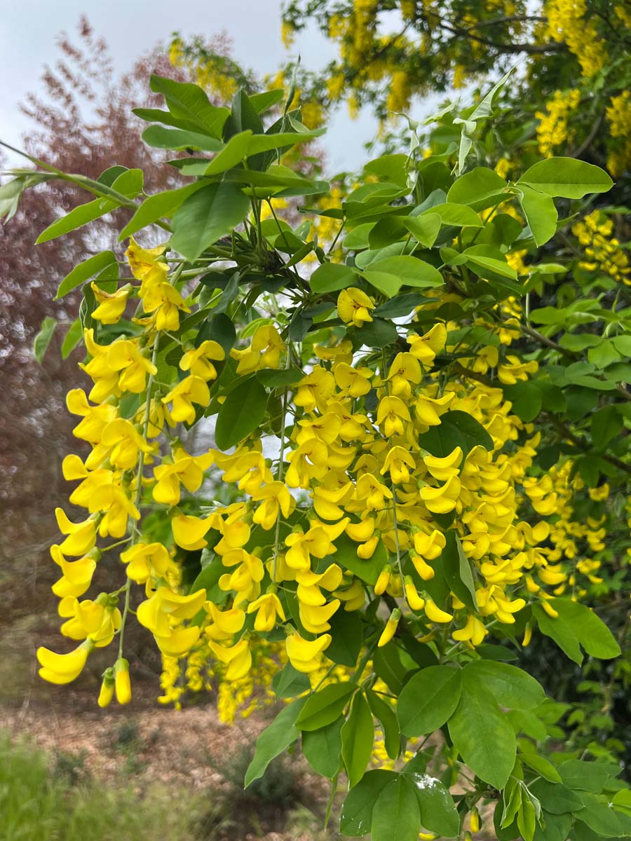 Laburnum anagyroides op stam bloesem