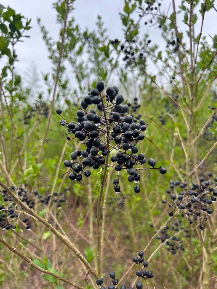 Ligustrum ovalifolium haagplant bes
