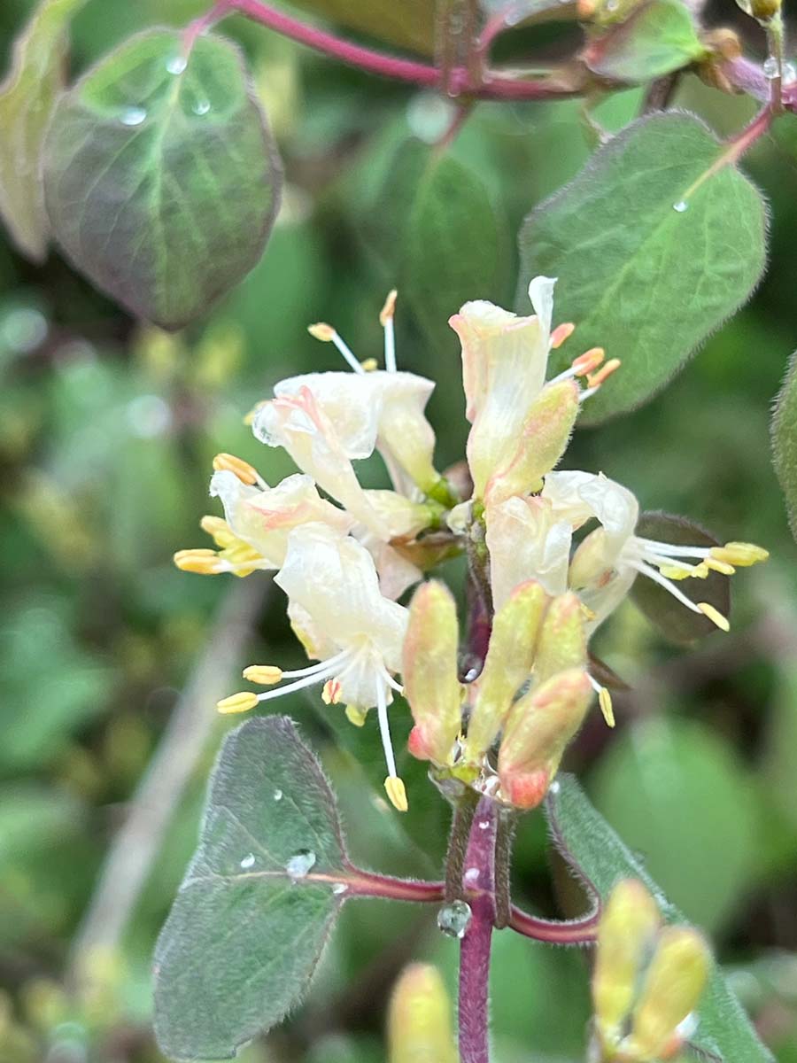 Lonicera xylosteum bloem