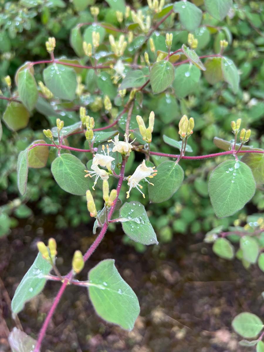 Lonicera xylosteum bloem