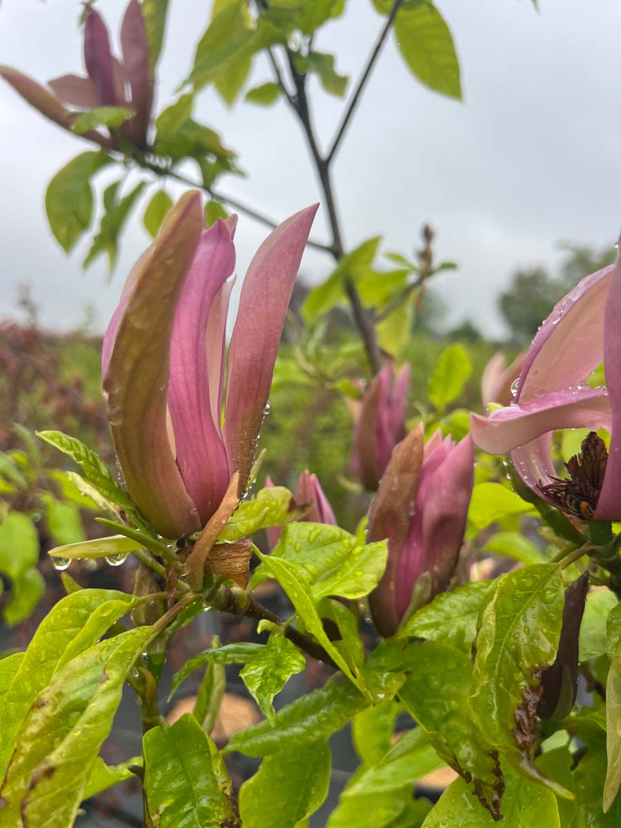 Magnolia 'Black Beauty' op stam bloem