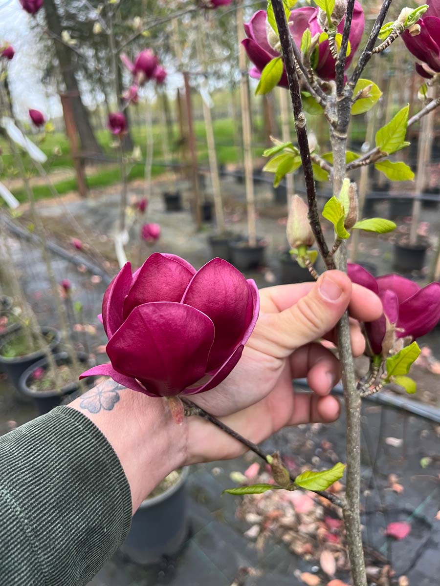 Magnolia 'Genie' haagplant bloem