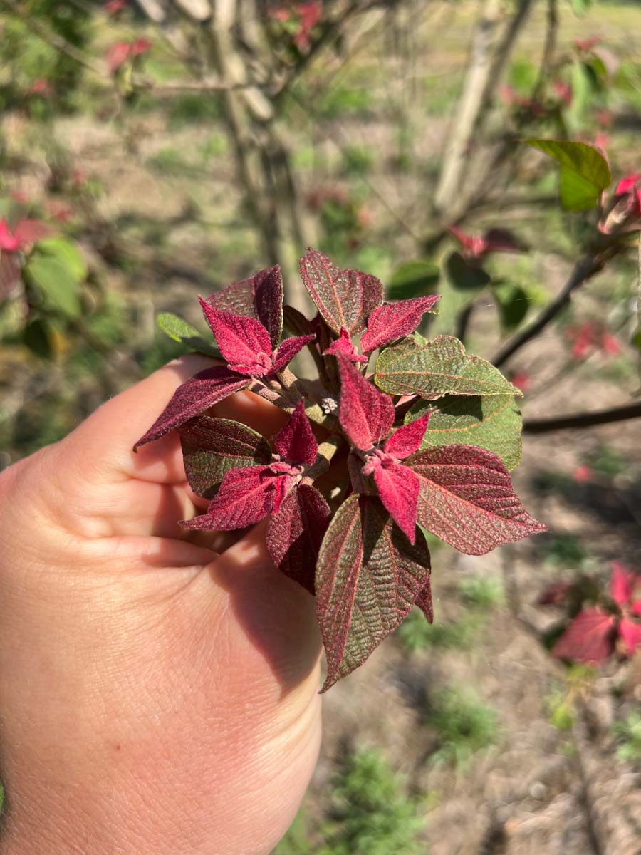 Mallotus japonicus meerstammig blad