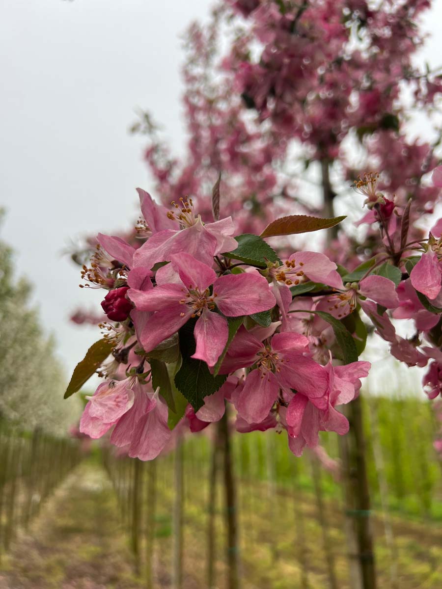 Malus 'Almey' leiboom bloem