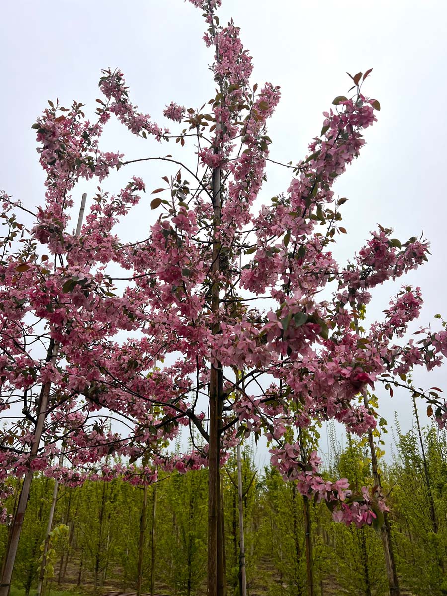Malus 'Almey' leiboom kroon
