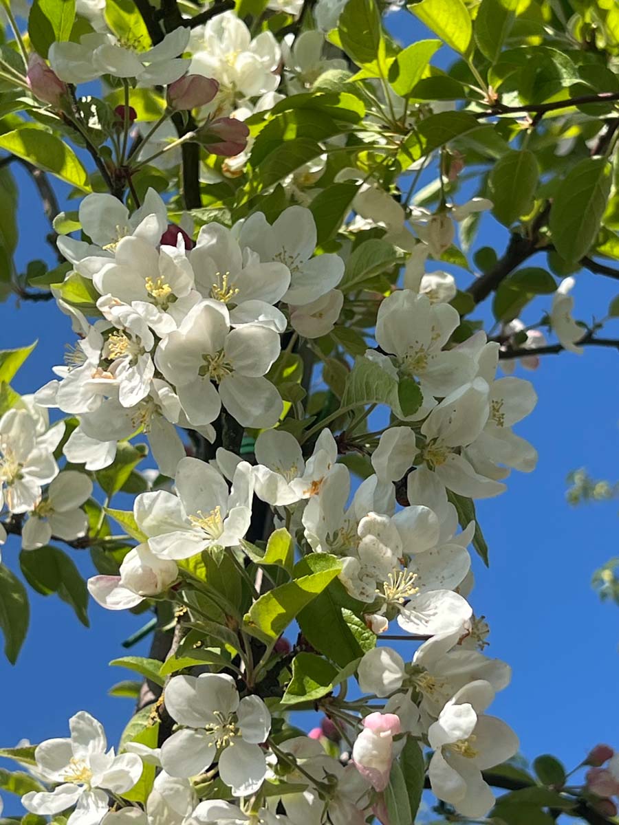 Malus 'Evereste' op stam bloem