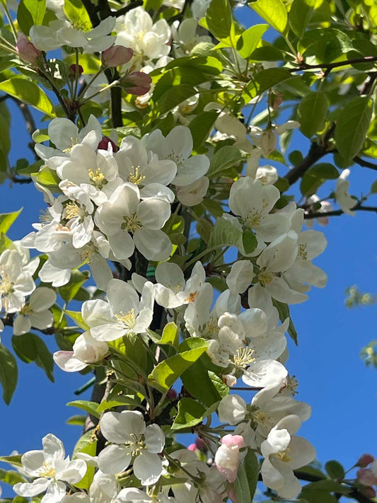 Malus 'Evereste' solitair bloem