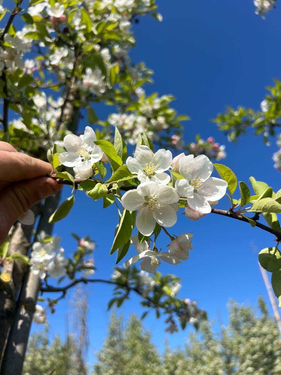 Malus 'Evereste' op stam bloem