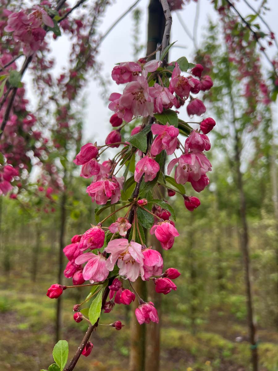 Malus 'Hillieri' op stam bloem