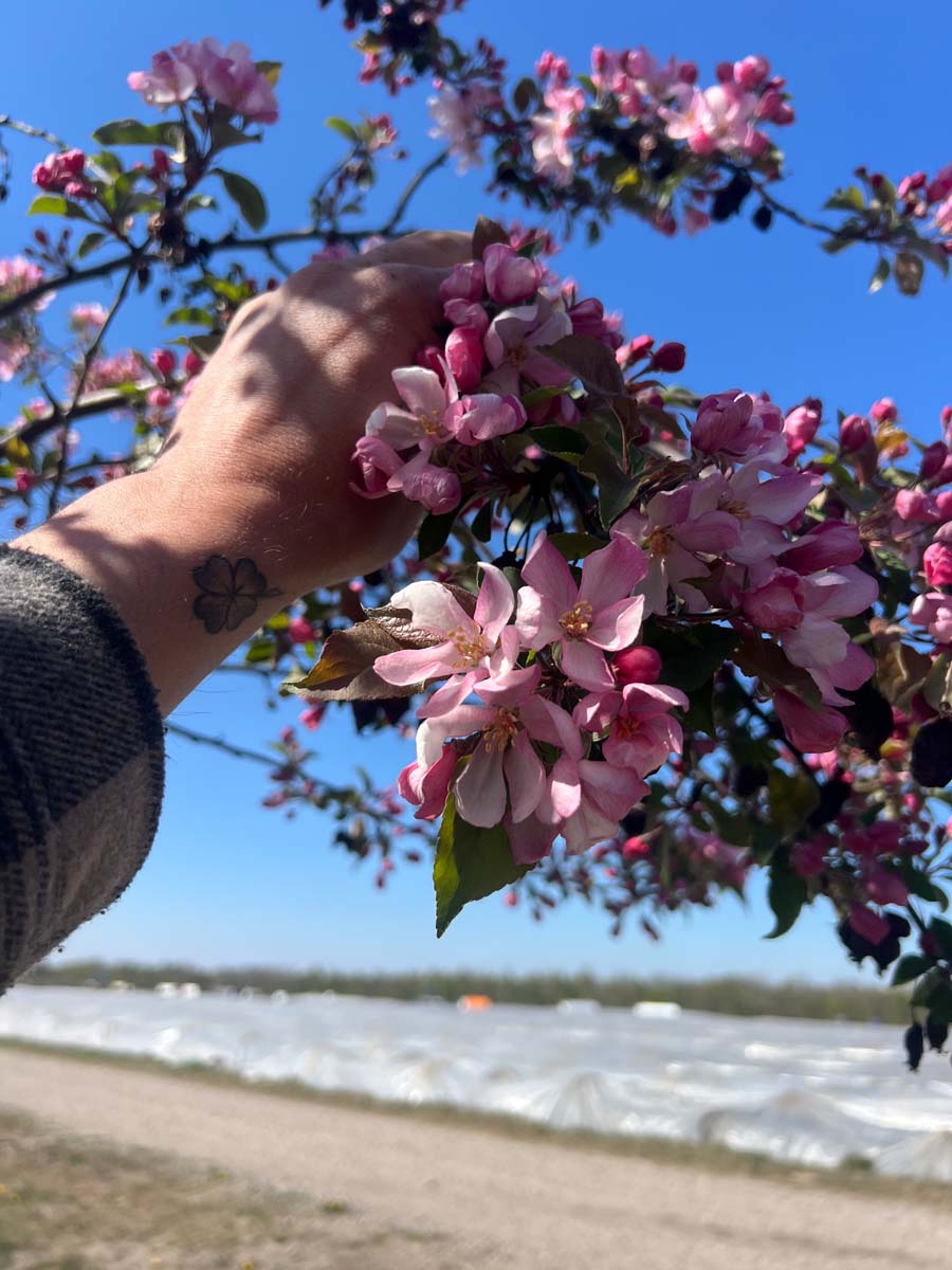 Malus 'Neville Copeman' meerstammig / struik bloesem