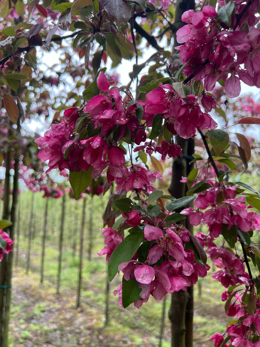 Malus 'Profusion' op stam bloem