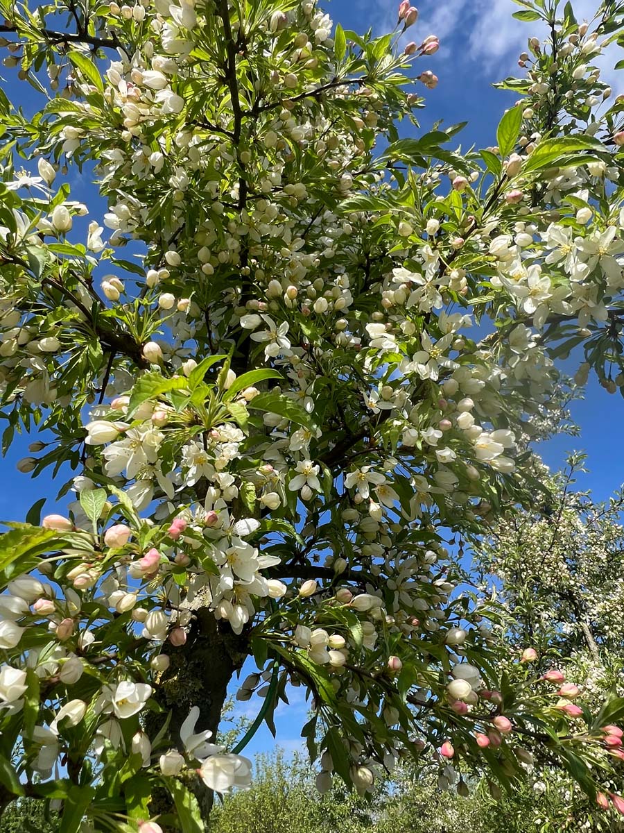 Malus toringo 'Brouwers Beauty' op stam kroon