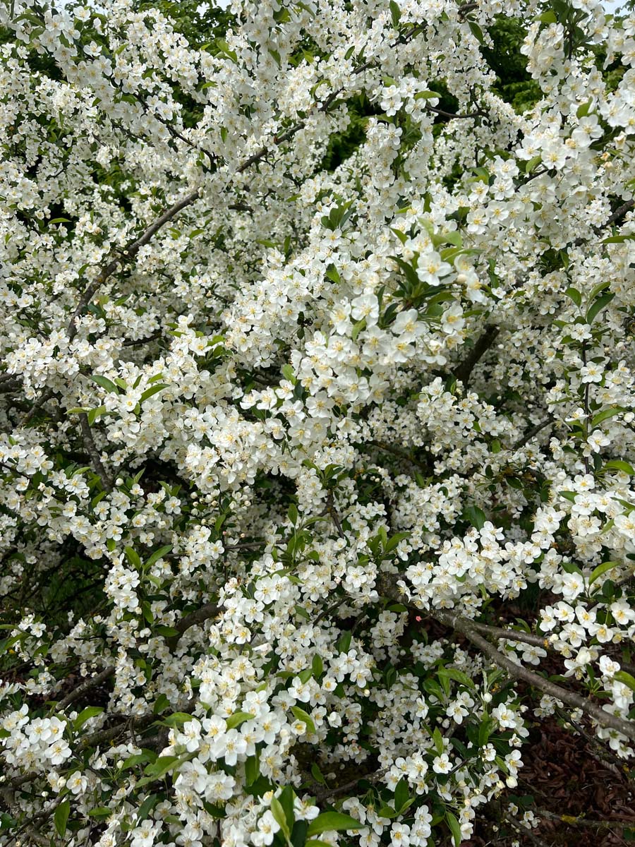 Malus toringo sargentii op stam bloesem