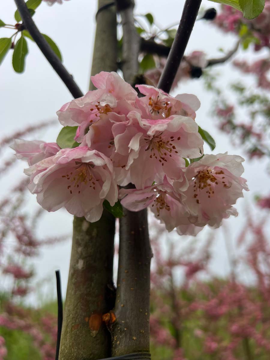 Malus 'Van Eseltine' op stam bloem