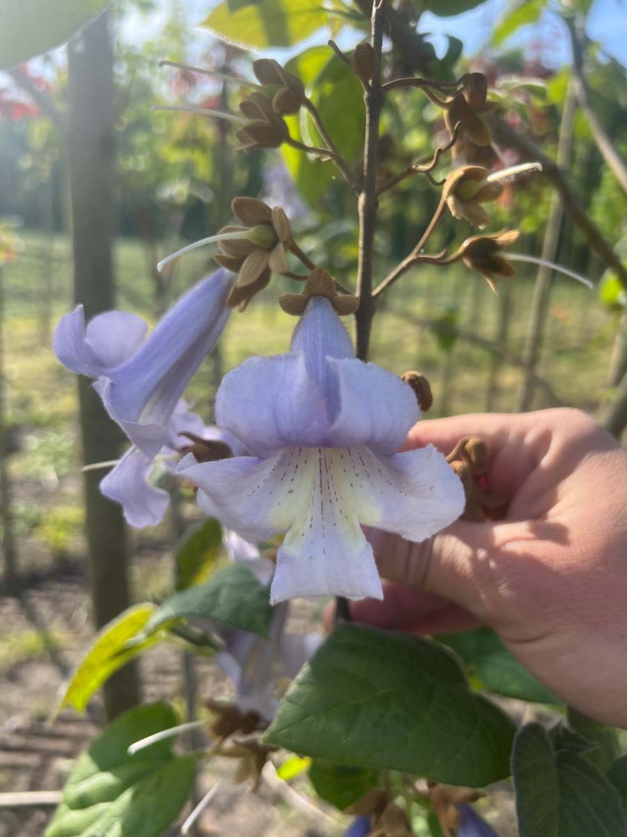 Paulownia tomentosa op stam bloem