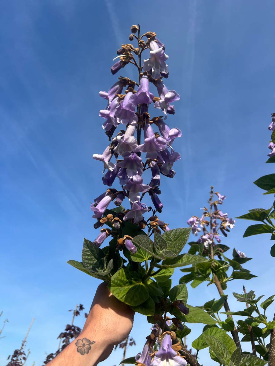 Paulownia tomentosa op stam bloem