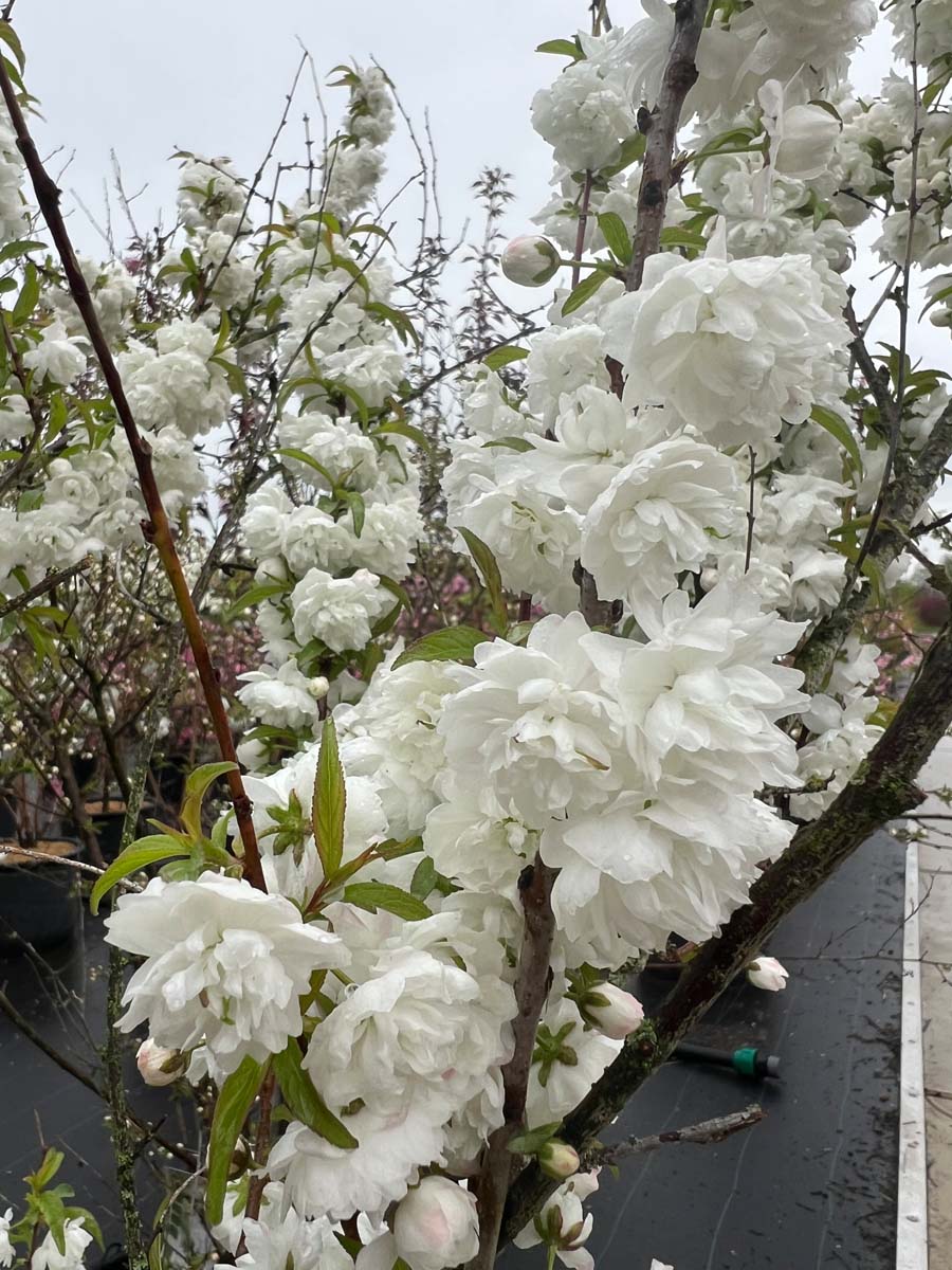 Prunus glandulosa 'Alba Plena' meerstammig / struik bloem