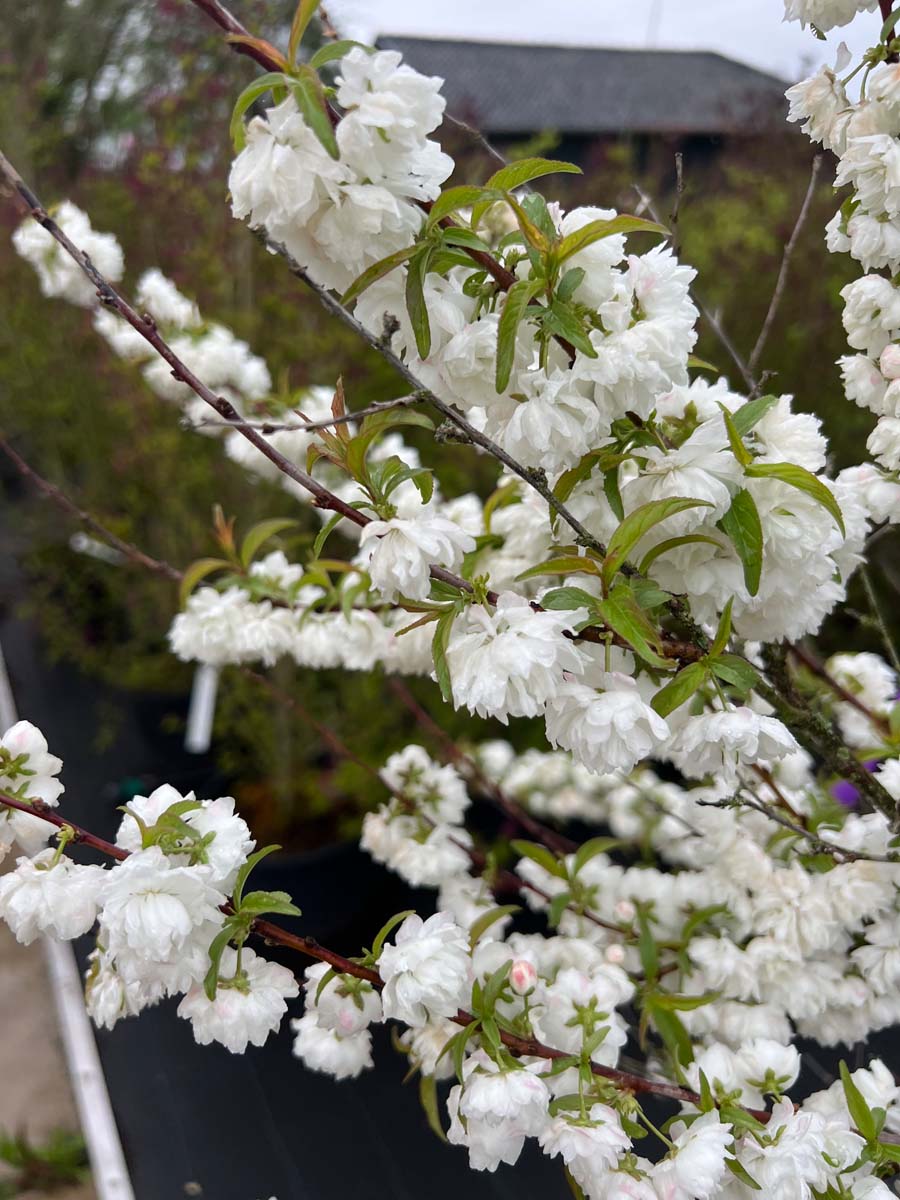 Prunus glandulosa 'Alba Plena' Tuinplanten bloesem