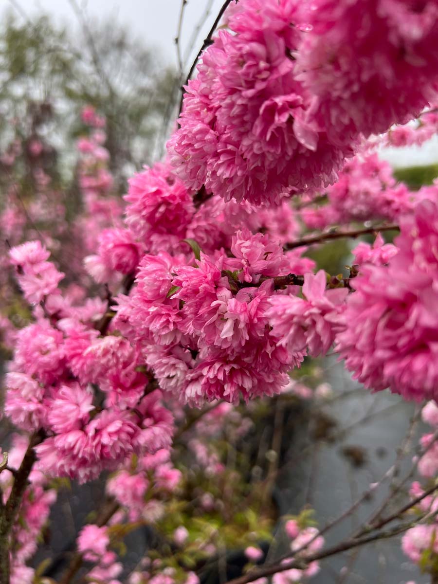 Prunus glandulosa 'Rosea Plena' meerstammig / struik bloem