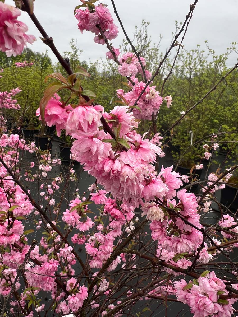 Prunus glandulosa 'Rosea Plena' Tuinplanten bloesem