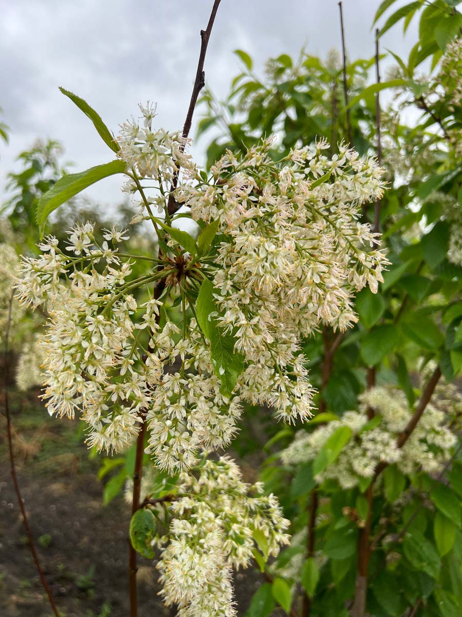 Prunus maackii 'Amber Beauty' op stam bloesem